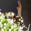 242788 – Photo : Paul Vignac – France (20)