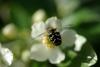 242973 – Photo : Olivier Pouvreau – France (86)