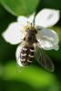 242916 – Photo : Olivier Pouvreau – France (86)