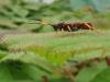 242688 – Photo : Antoine Lantin – France (49)