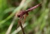 242037 – Photo : morikan – France (37)