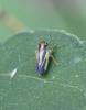 242931 – Photo : alain Roujas – France (31)