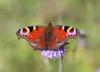 242111 – Photo : alain Roujas – France (31)