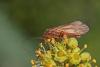 242448 – Photo : Marc Solari – France (68)