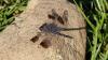242025 – Photo : Greenlife – Madagascar