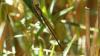 242501 – Photo : Greenlife – Madagascar