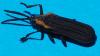 Cassidinae inconnu