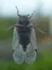 242930 – Photo : Bobabar – France (95)