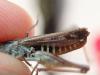 242178 – Photo : ARTHROPOLOGIA - Rémi Chabert – France (69)