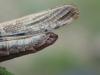 242892 – Photo : Nicolas Crouzet – France (13)