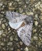 242648 – Photo : alain Roujas – France (31)