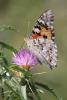 242556 – Photo : Alain BUISSON – France (20)