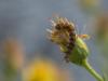 242445 – Photo : BourrinOman – France (83)