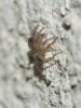 242442 – Photo : BourrinOman – France (83)