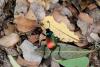 242476 – Photo : Alain BUISSON – France (20)