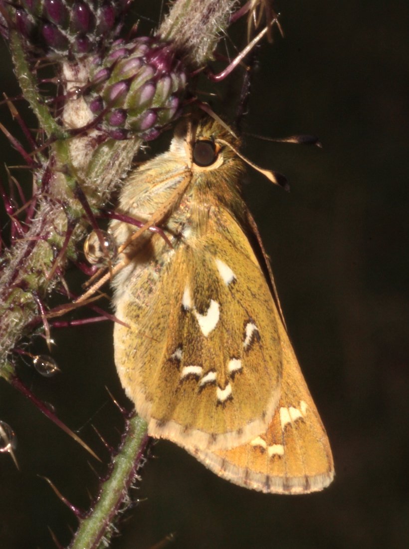 alain Roujas - Hesperia comma - réf. 242221 (820 x 1100 pixels, 135 ko)