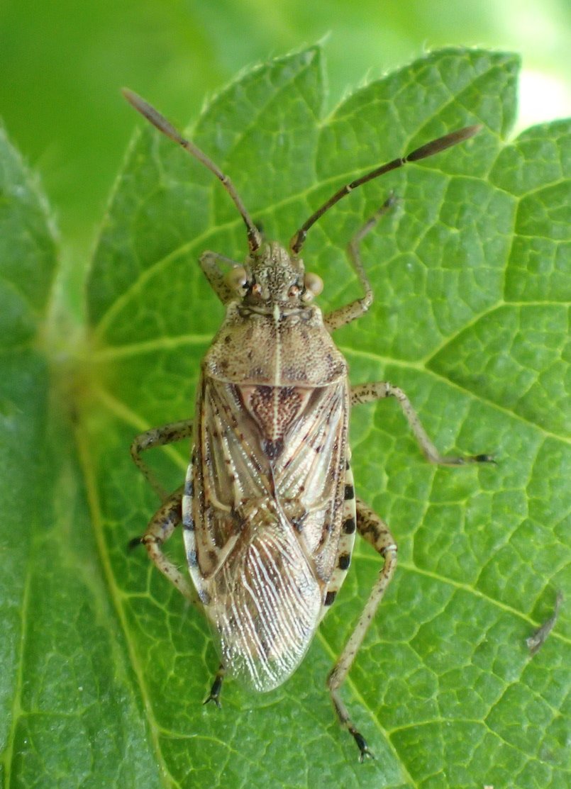 Catherine Reymonet-Smitten - Stictopleurus (abutilon-pictus) - réf. 242612 (805 x 1113 pixels, 153 ko)
