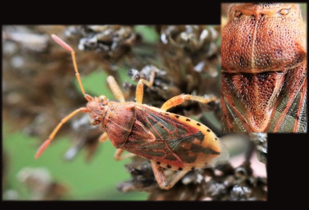 Nelly FEINTE - Stictopleurus (abutilon-pictus) - réf. 242203 (1018 x 693 pixels, 165 ko)