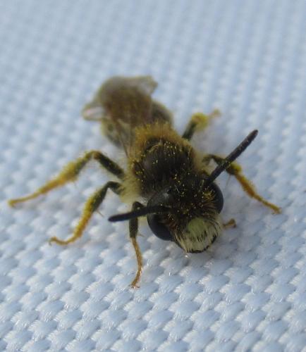 Réf. 243 339 : Andrena chrysosceles