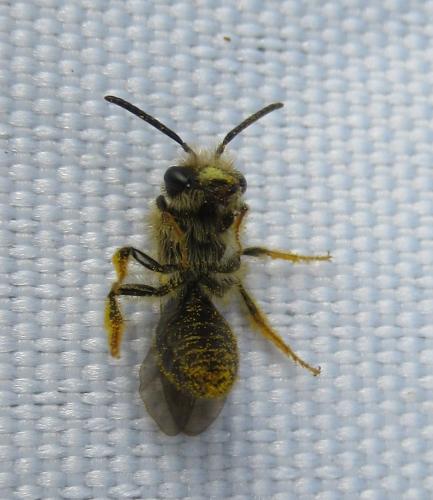Andrena chrysosceles