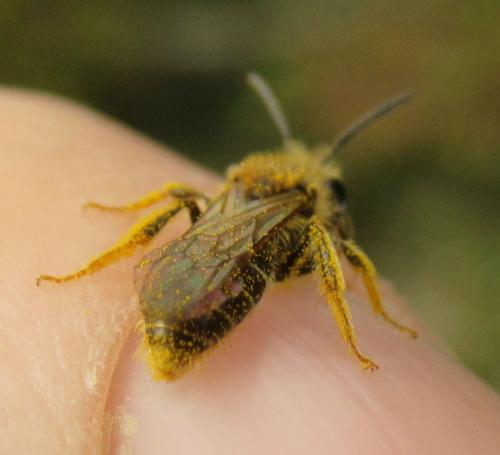 Réf. 243 341 : Andrena chrysosceles