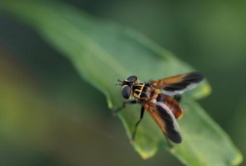 Trichopoda pictipennis