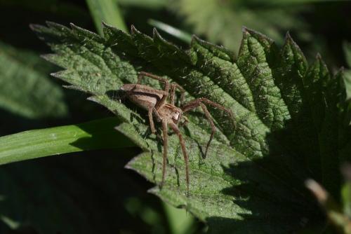 Pisaura mirabilis