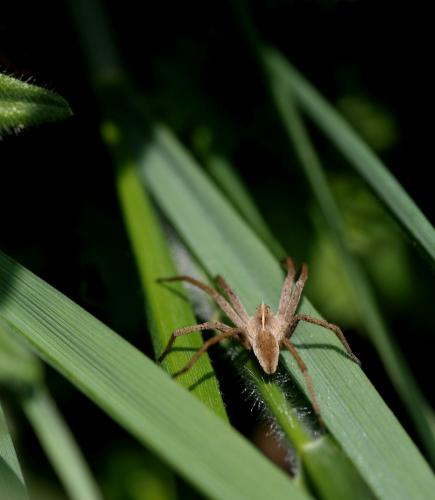 Pisaura mirabilis