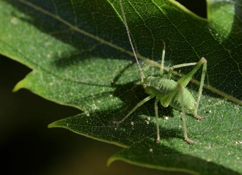 Réf. 243 449 : Leptophyes punctatissima