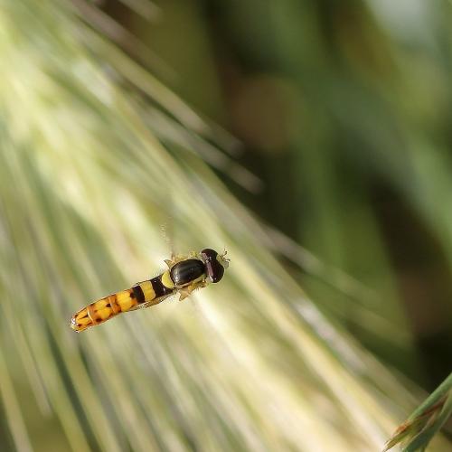 Réf. 243 487 : Sphaerophoria scripta