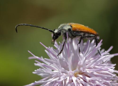 Stictoleptura fulva