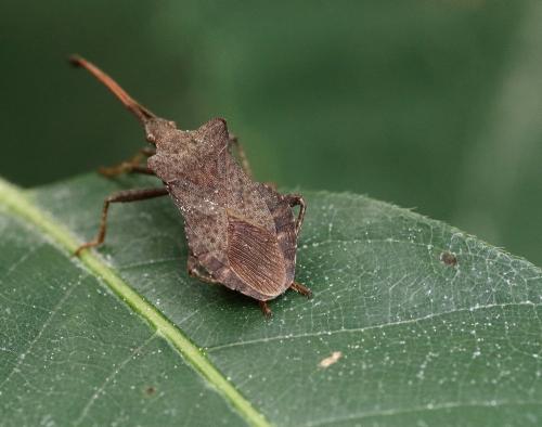 Coreus marginatus