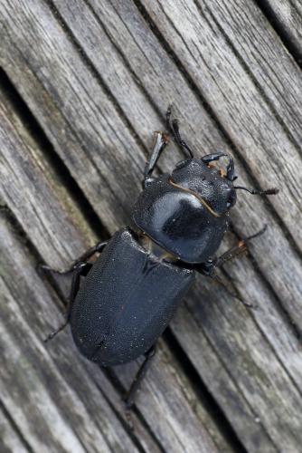 Réf. 243 589 : Dorcus parallelipipedus