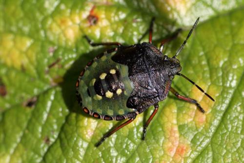 Réf. 243 436 : Nezara viridula