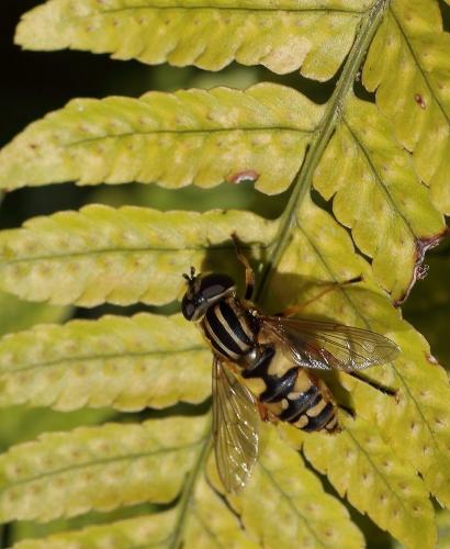 Helophilus pendulus