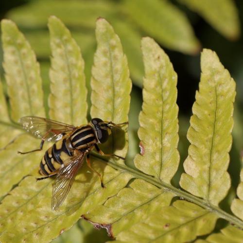 Helophilus pendulus