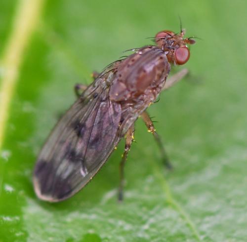 Réf. 243 232 : Suillia variegata