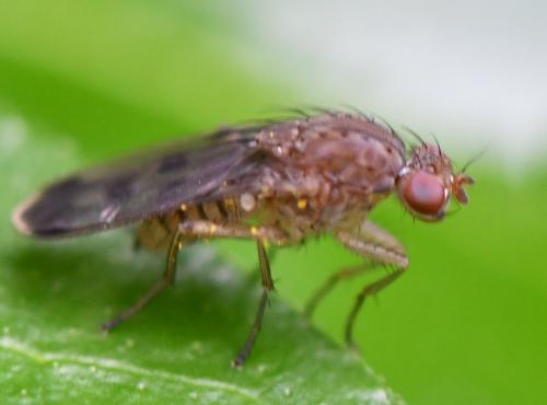 Suillia variegata