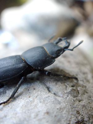 Réf. 243 103 : Dorcus parallelipipedus