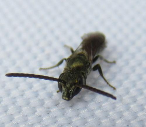 Réf. 243 345 : Lasioglossum morio