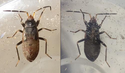 Réf. 243 815 : Eremocoris fenestratus