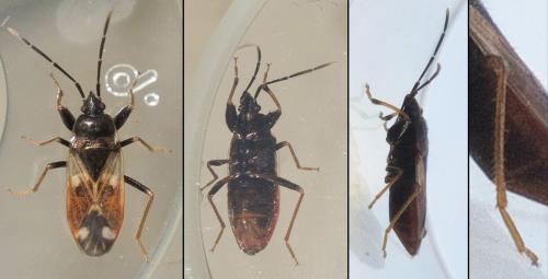Réf. 243 817 : Eremocoris fenestratus