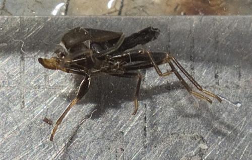 Réf. 243 818 : Eremocoris fenestratus