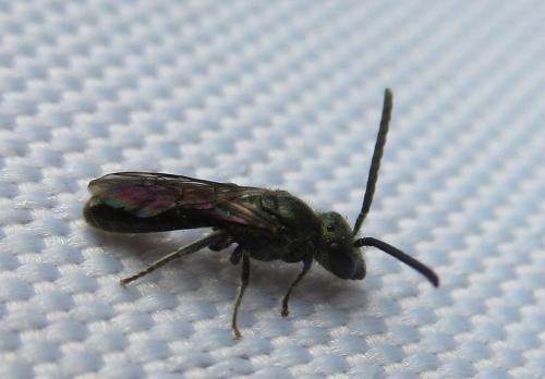 Réf. 243 344 : Lasioglossum morio