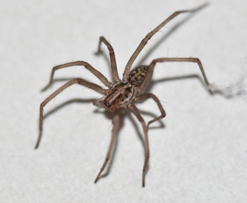 Eratigena sp.