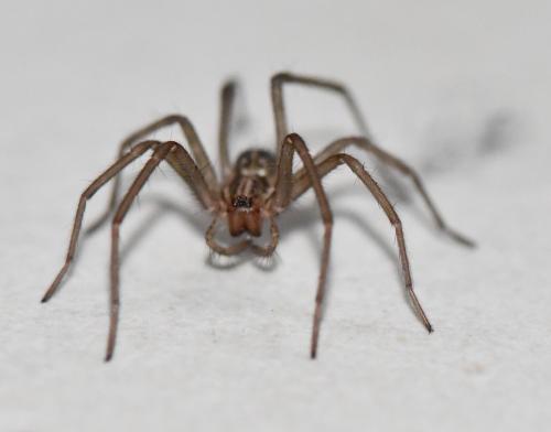 Eratigena sp.