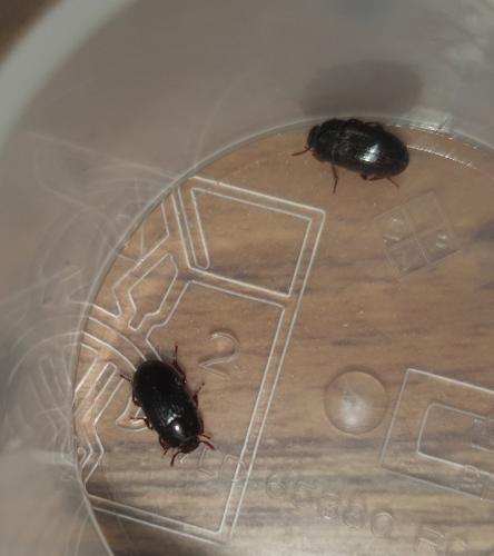 Alphitobius diaperinus