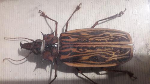 Macrodontia cervicornis