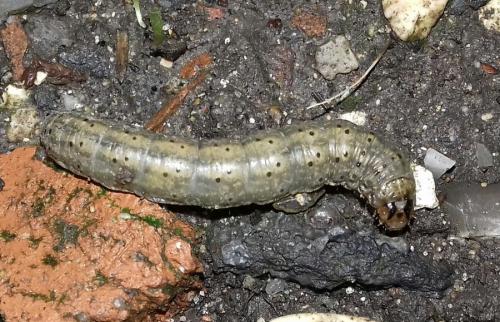 Réf. 243 778 : Agrotis sp.