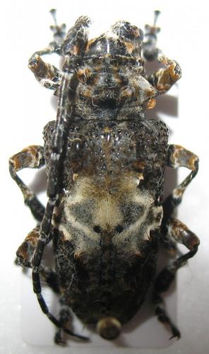 Idactus verdieri